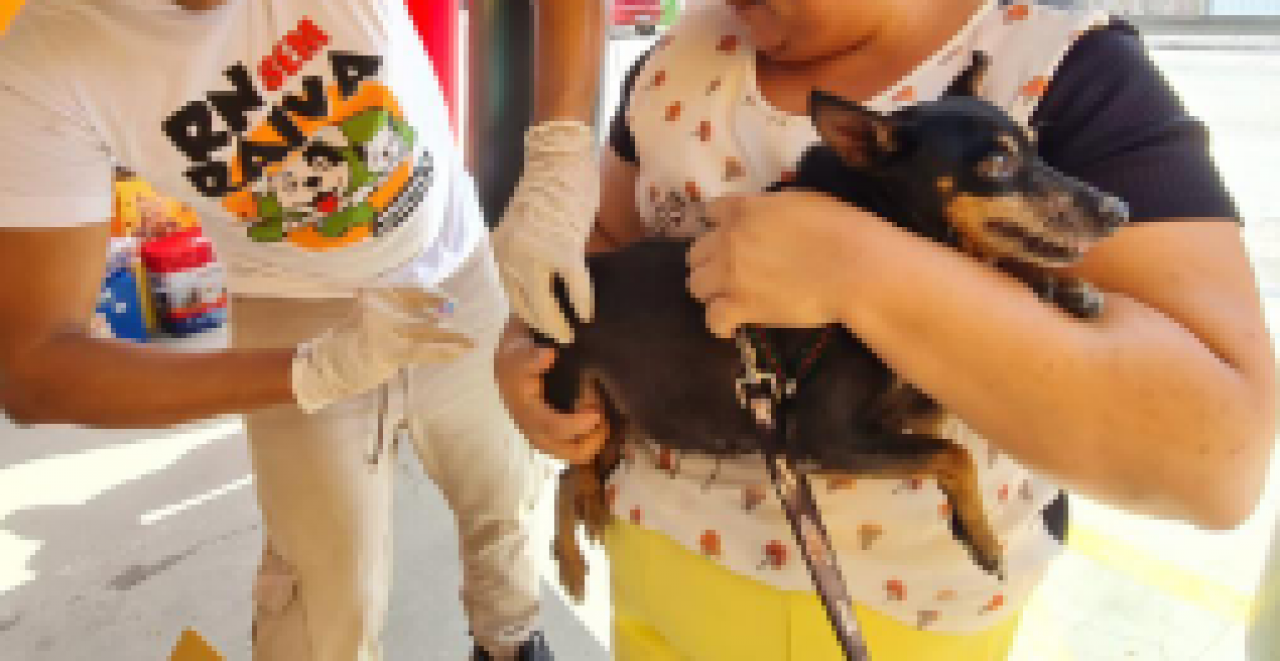 Vacinação de pets ocorre neste sábado (12) em Emaús, Jockey Clube e Monte Castelo