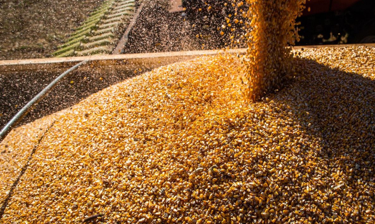 Conab: produção de grãos é estimada em 320,1 milhões de toneladas na safra 2022/2023