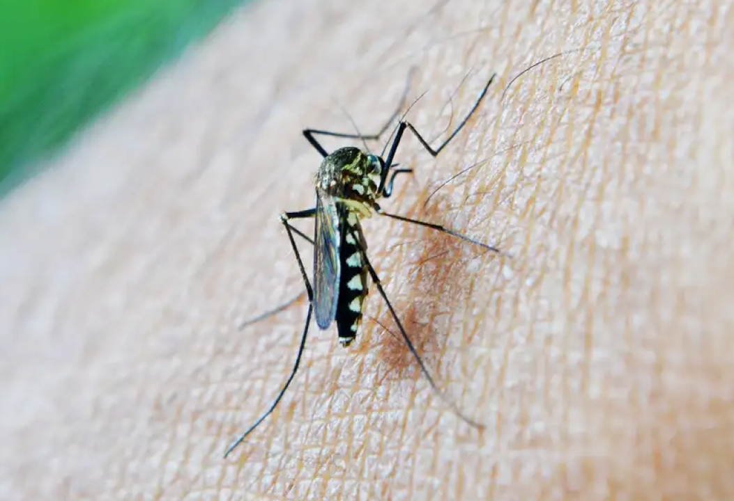 Dengue: epidemia faz Natal decretar emergência em saúde por 90 dias 