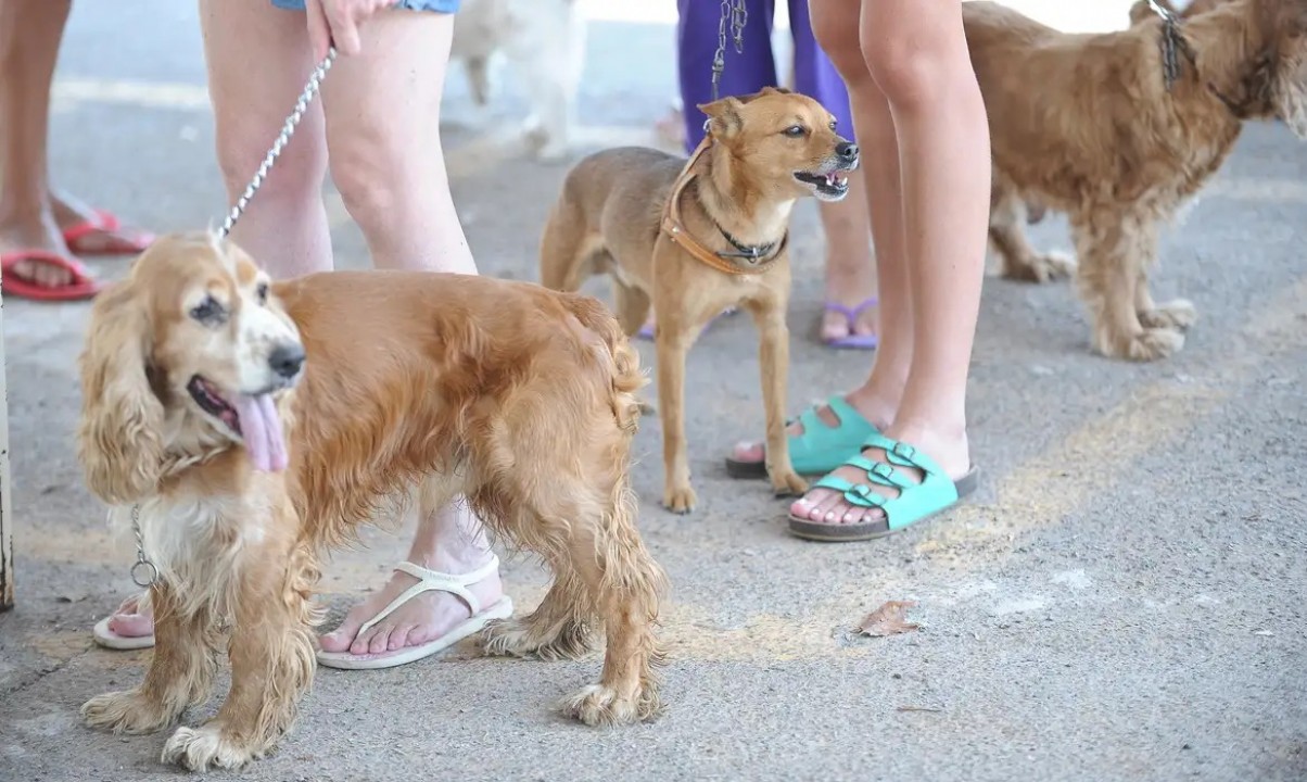 Prefeitura de Parnamirim inicia castração de cães e gatos nesta segunda (08)
