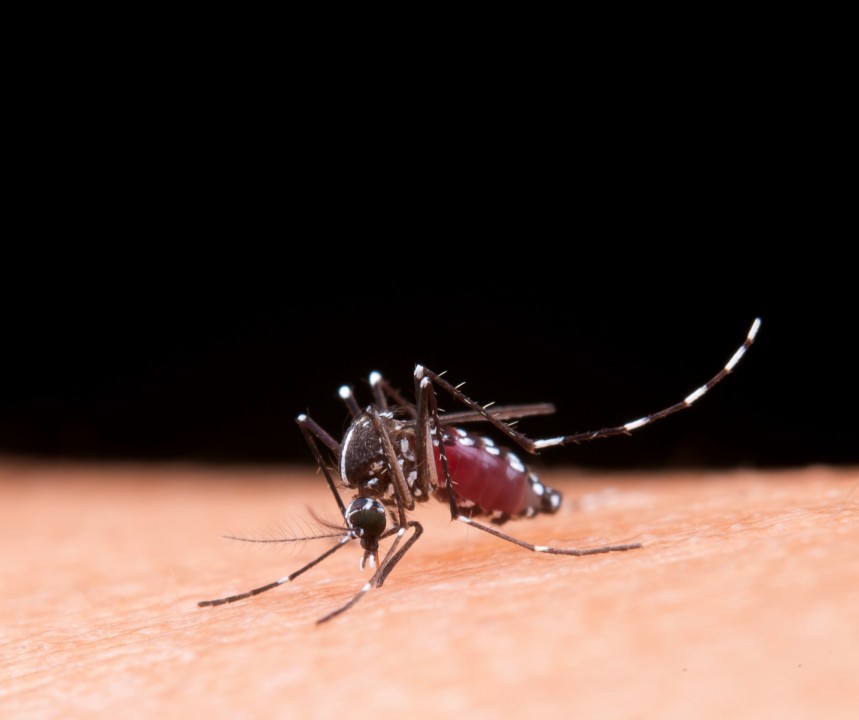 Brasil lidera número de casos de dengue entre os países das Américas