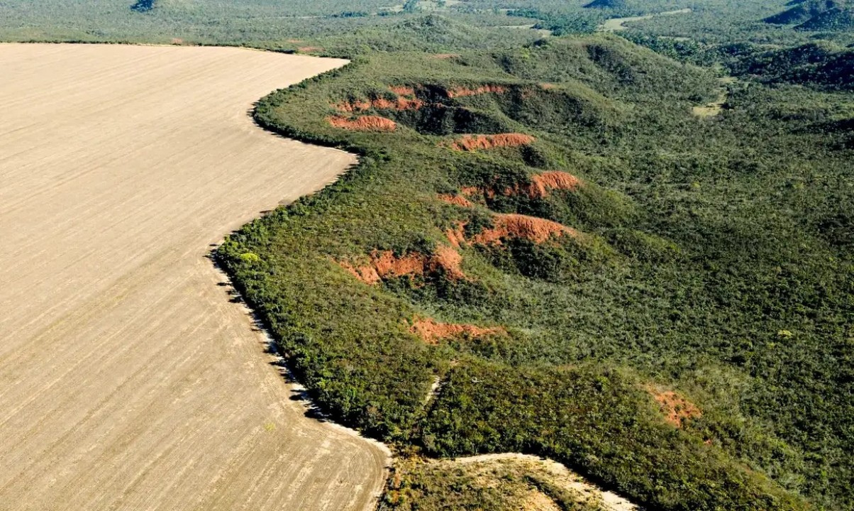 Desmatamento no Brasil em 2023: Cerrado Supera Amazônia em Área Desmatada