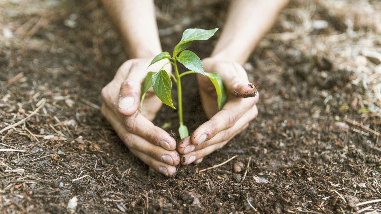 ReforAMAR planta árvores em 40 escolas de Natal