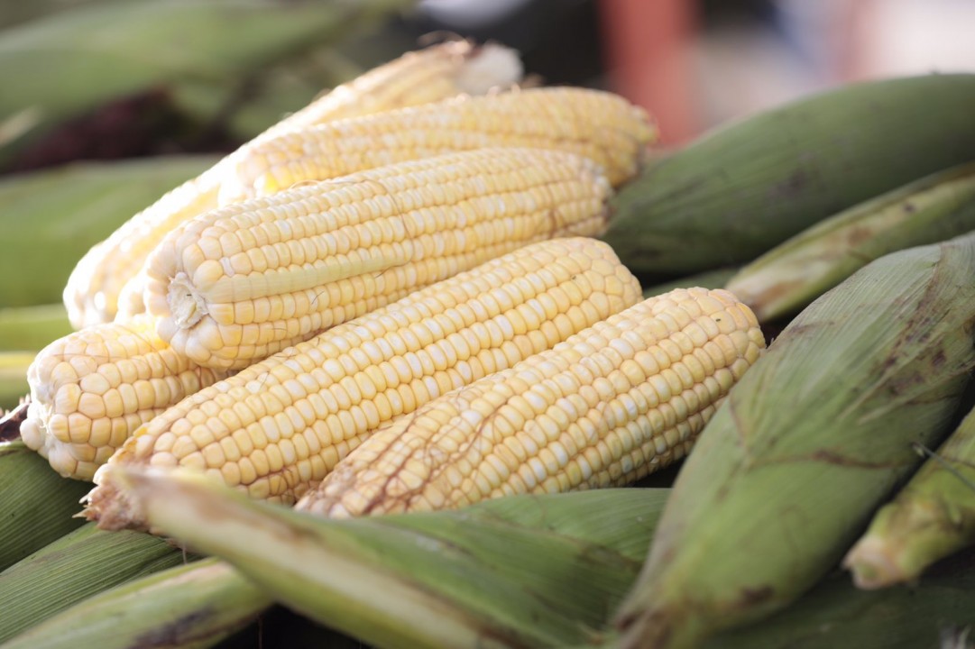 Feira do Milho 2024 une tradição e cultura na Agricultura Familiar