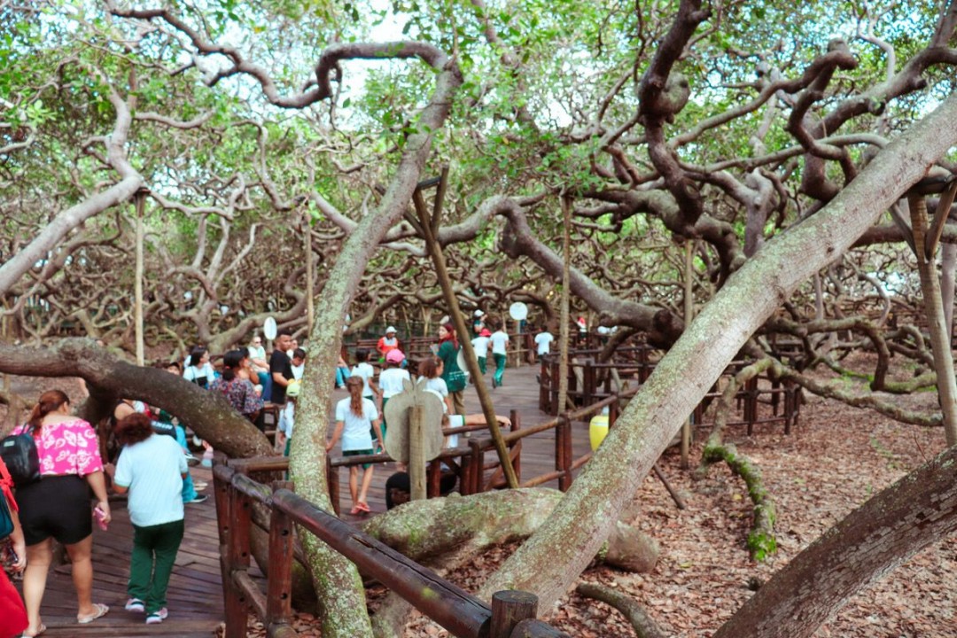 Educação ambiental: Estudantes visitam o Cajueiro de Pirangi