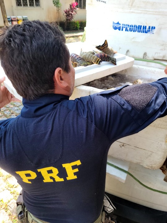 PRF apreende cerca de 300 kg de lagosta em Ceará-Mirim; carga seria entregue em Natal