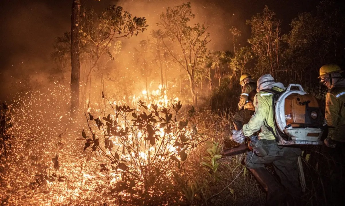 Brasil teve 11,39 milhões de hectares atingidos pelo fogo este ano