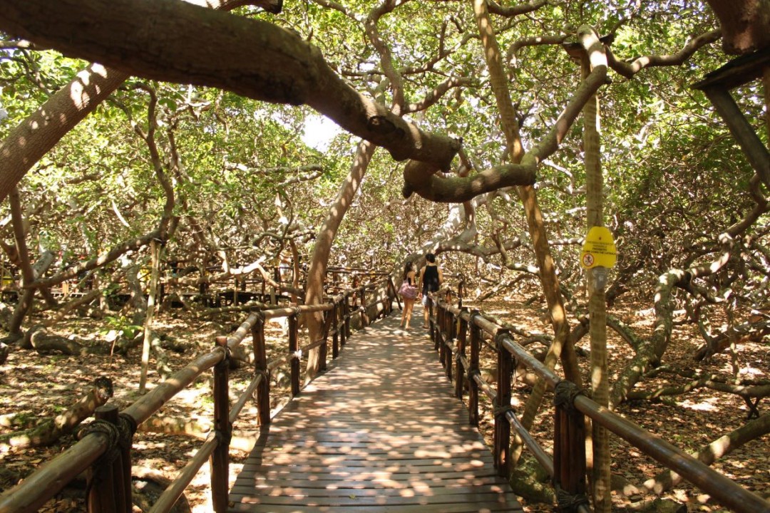 Cajueiro de Pirangi e Parque das Dunas estarão aberto no feriado estadual