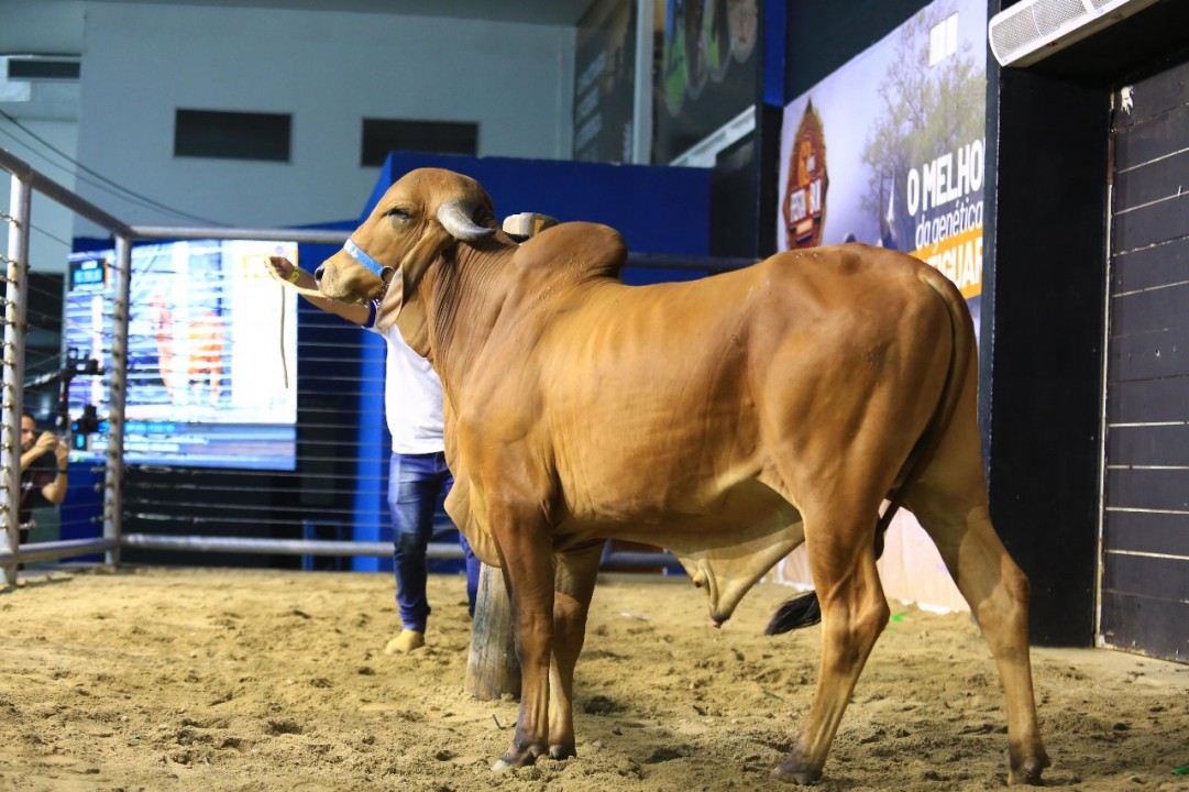 Leilões impulsionam negócios durante a Festa do Boi 2024 