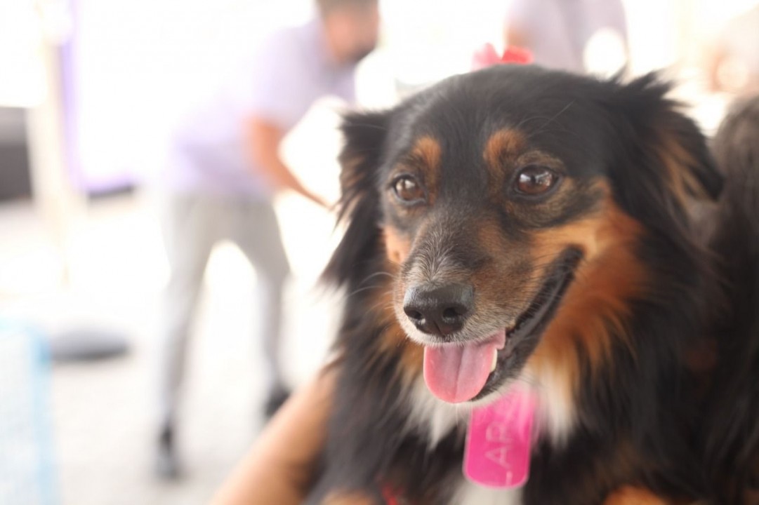 Prazo para inscrições da campanha de castração de cães e gatos em Parnamirim encerra nesta segunda, 9