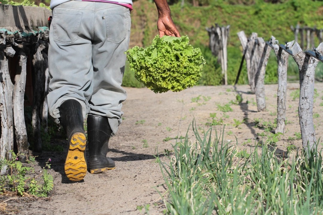 BNB contrata 52% a mais na agricultura familiar pelo Agroamigo em 2024 