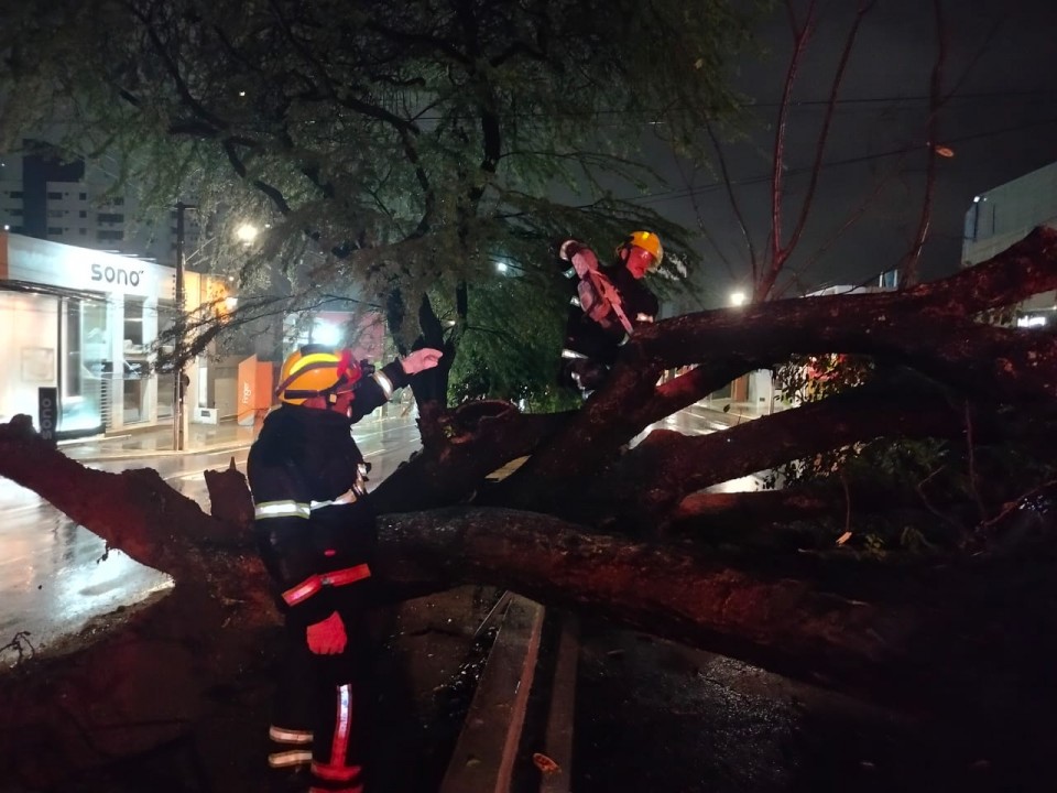 Bombeiros removem árvore caída e liberam Avenida Hermes da Fonseca após forte chuva